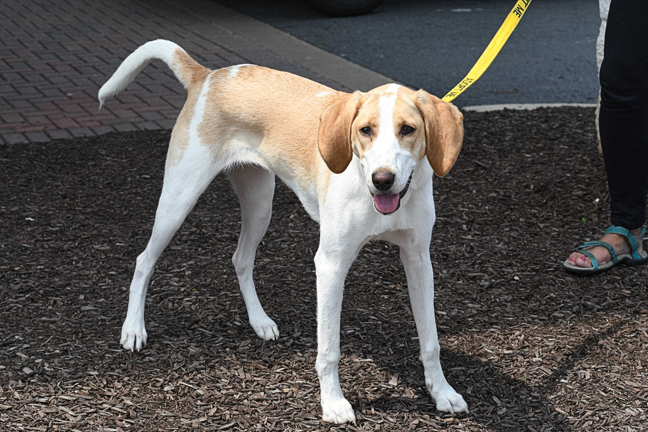 Lemon and store white walker hound